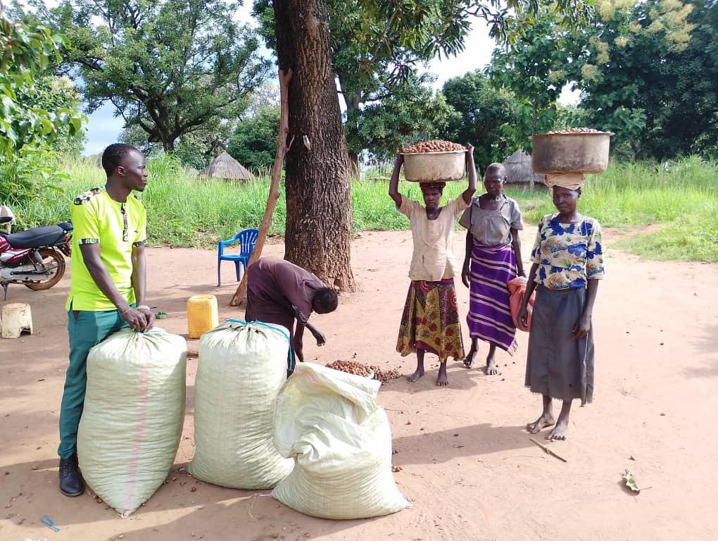 Women shea collectors delivering harvested nuts