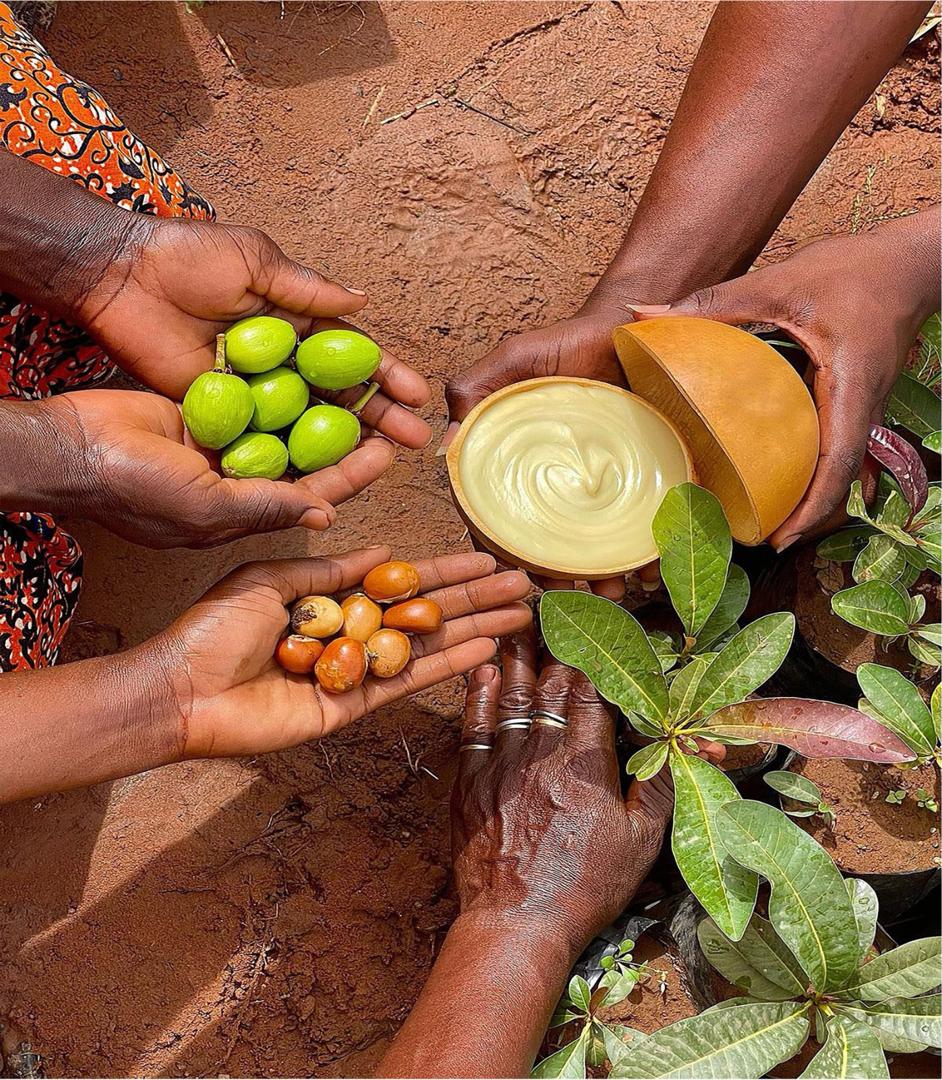 Hands holding fresh shea fruit, shea nuts and a calabash of shea butter